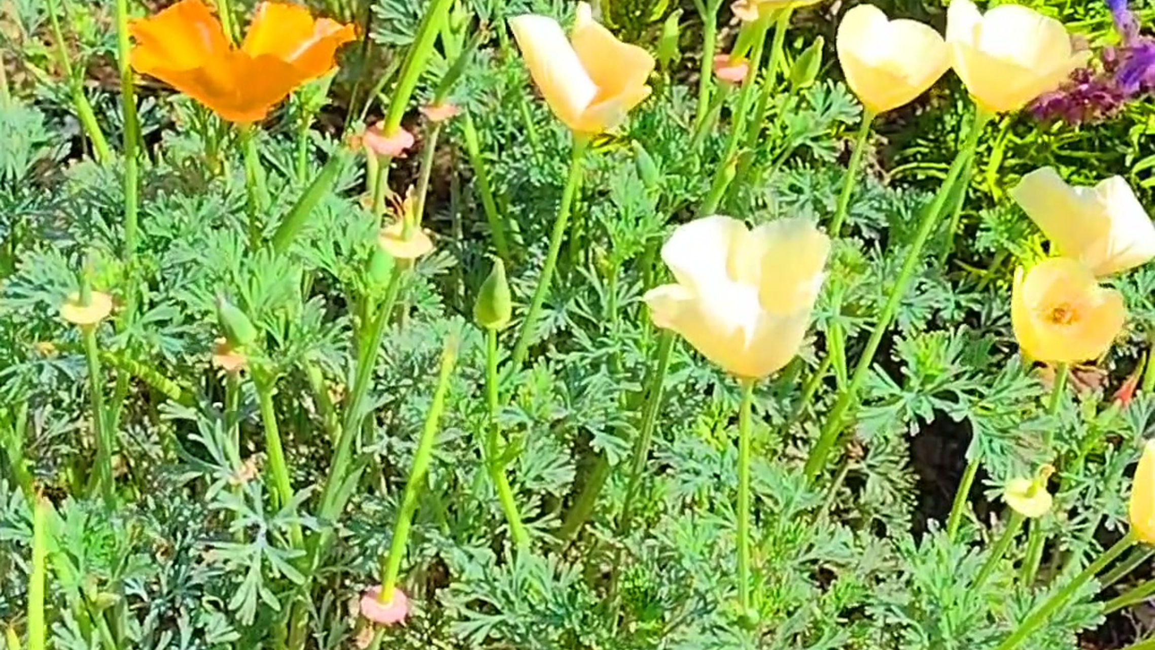 Native Plant Gardens, Volunteers & Event Videos